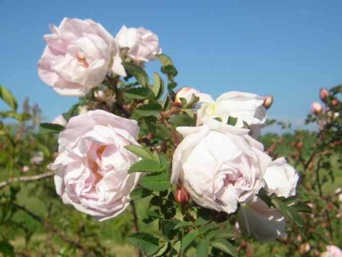 ‘Staffa’, zart rosafarbene gefüllte Blütenbüschel