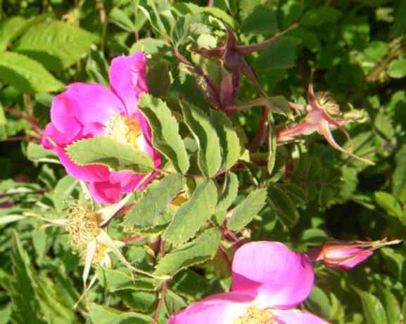 “Stubben lila”, Blüten, Knospen, Laub am Strauch.