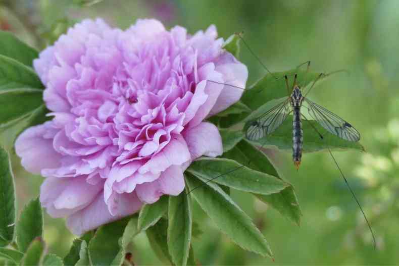 “Tornedal”, dichte Blütenrosette mit Schwebfliege.