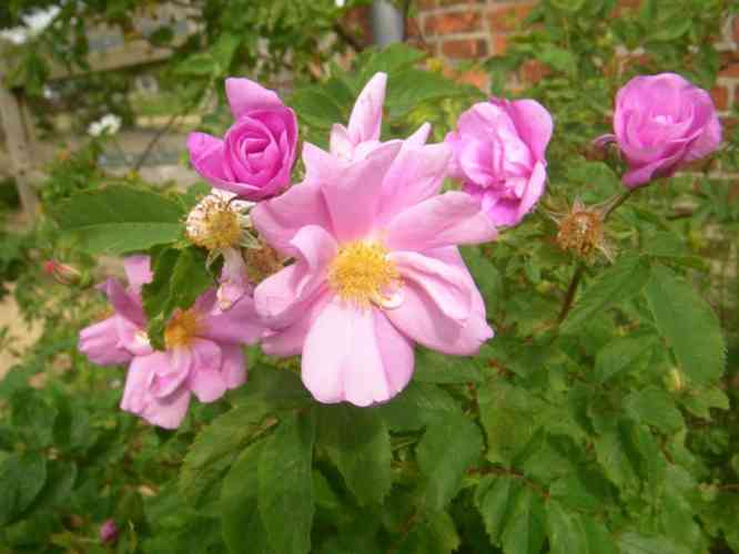 “Toukoniitty”, offene Einzelblüte und Knospen