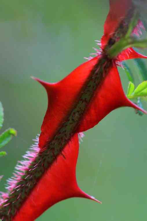 Rosa sericea, frische Stacheln