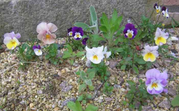 Violas in bunter Mischung