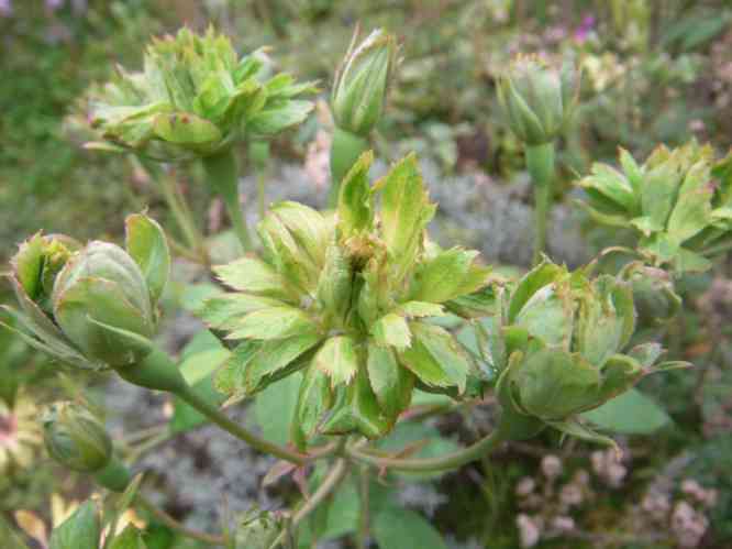 ‘Viridiflora’, späte Herbstblüten in grüner Farbe