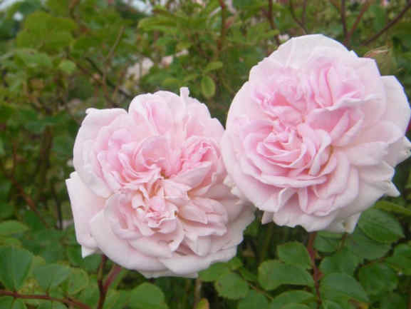 ‘Weetwood’, zwei rosa-weisse Blütenrosetten
