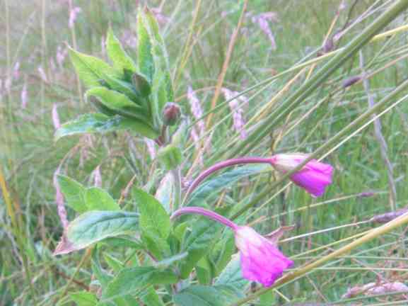 Weide-Röschen, Beginn der Blüte