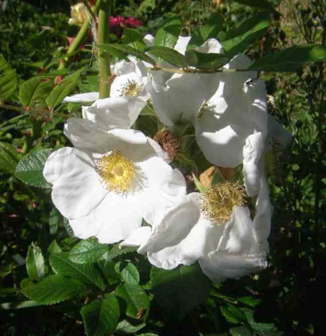 ‘White surprise’, Blütenbüschel in weiß