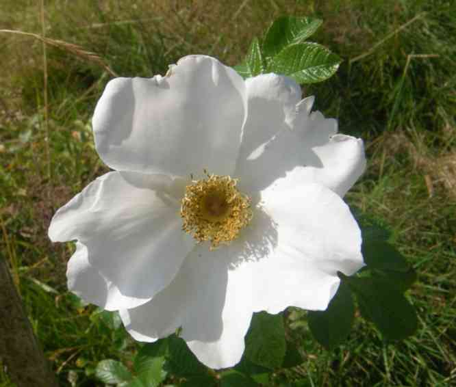 ‘White Surprise’, große weiße Einzelblüte