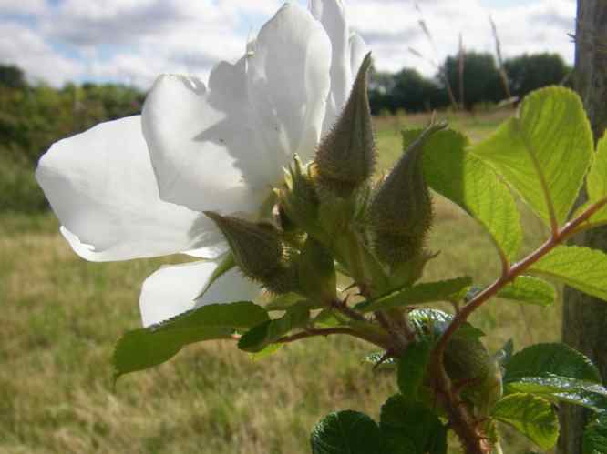 ‘White Surprise’, Rückseite Blüte und Knospen-Dolde