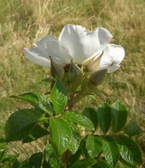 ‘White Surprise’, Blüte seitlich und glänzendes Laub einer Rugosa