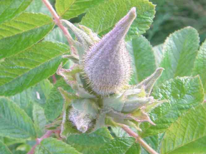 ‘White Surprise’, borstige weiße Knospen