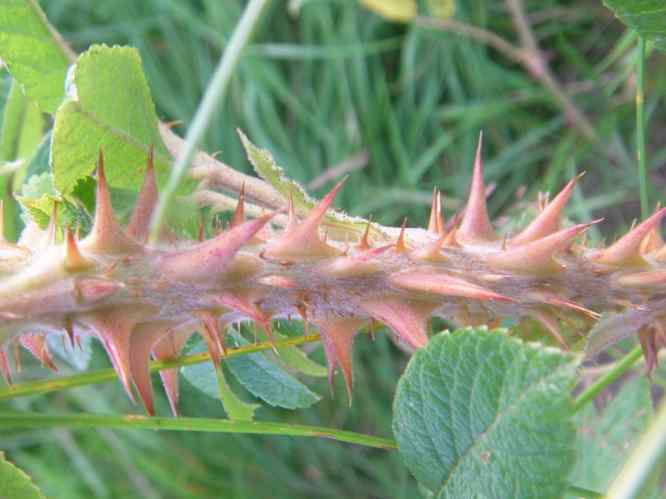 ‘White Surprise’, Trieb mit kräftigen Stacheln