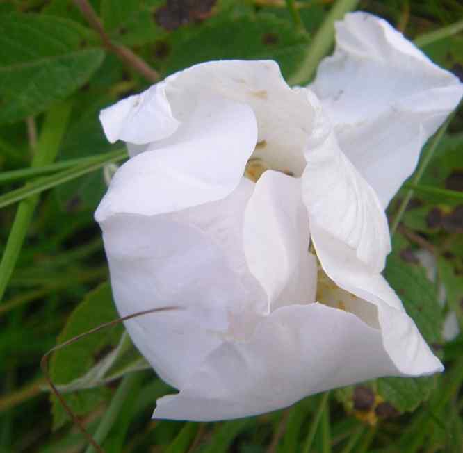 ‘White Surprise’, einfache weiße Petalen