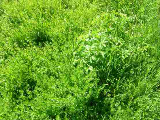 Wiese, Labkraut, Platterbse, Wiesenstorchschnabel.