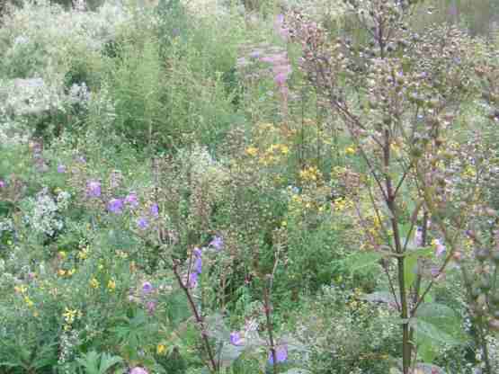 Wiesen, Vielfalt der Blumen