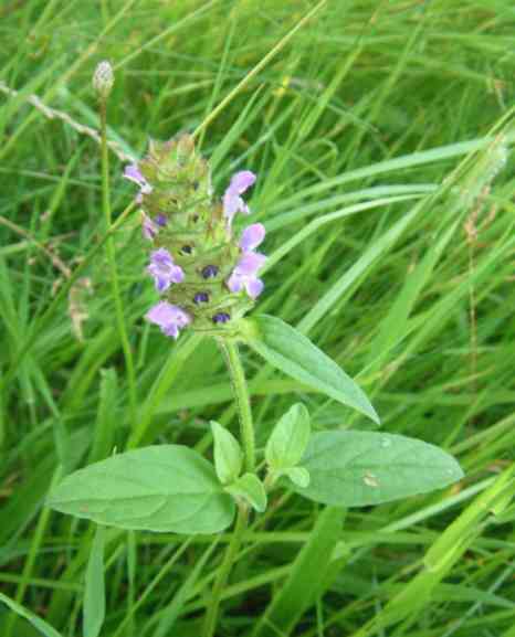 Braunelle, lila aufblühend