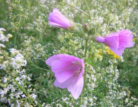 rosafarbene Wiesen-Malve, Nahaufnahme der Blüten