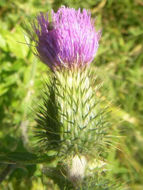 aufgehende Blüte der Kratzdistel