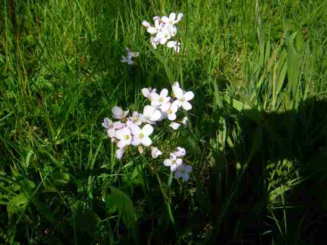 Wiesenschaumkraut