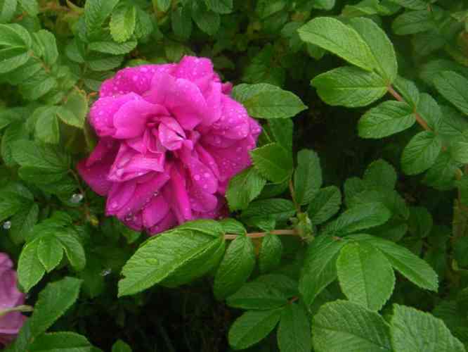 ‘Wild Pearl’, pinke gefüllte Einzelblüte am Strauch