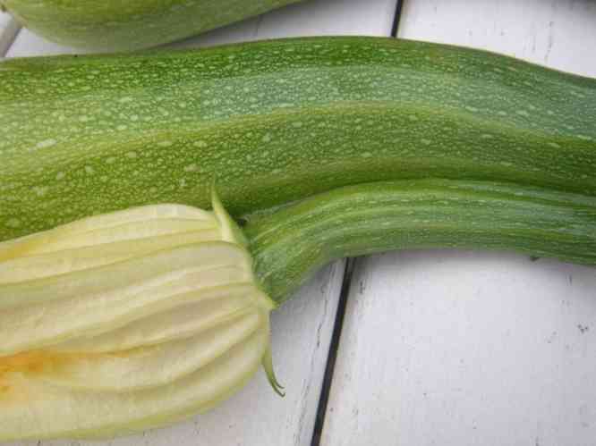 Zucchini, Bänderung Nahaufnahme