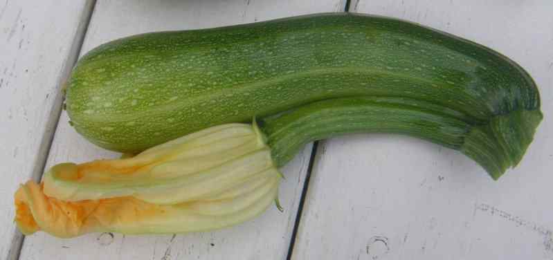 Zucchini, Frucht und gleichzeitig Blüte