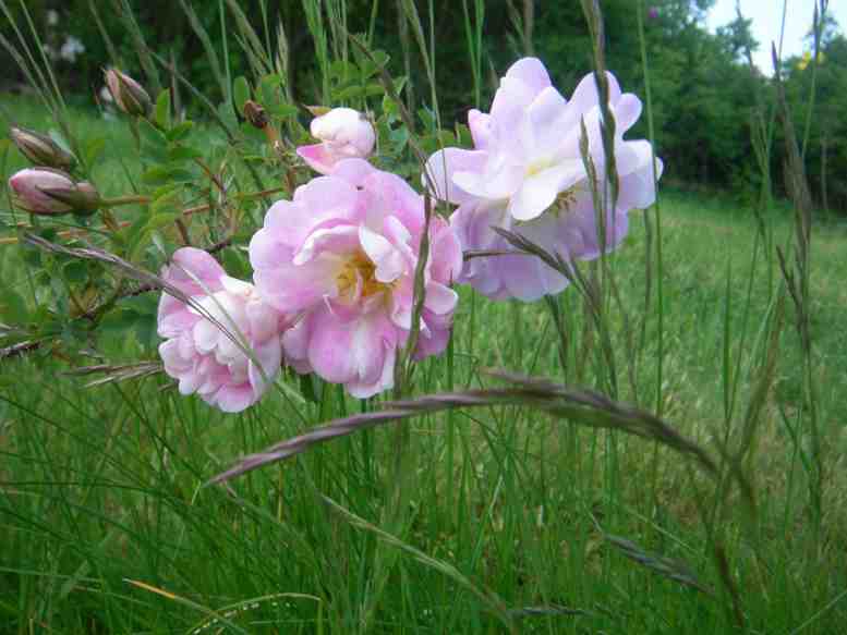 ‘Aila Korhonen’, zart rosa Blüten dem Trieb entlang.