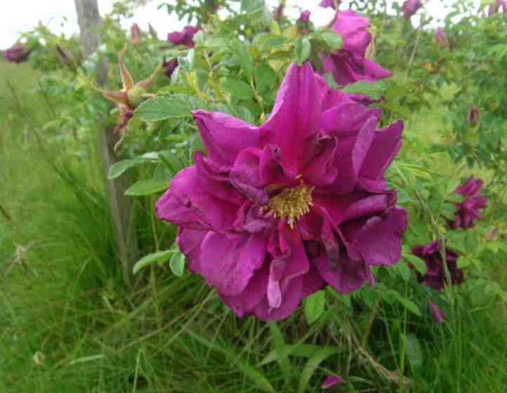 “Annala”, verblühende große offene Einzelblüte.