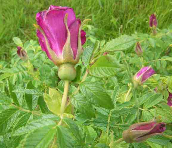 “Annala”, farbige Knospe und rundlicher Blütenkelch.