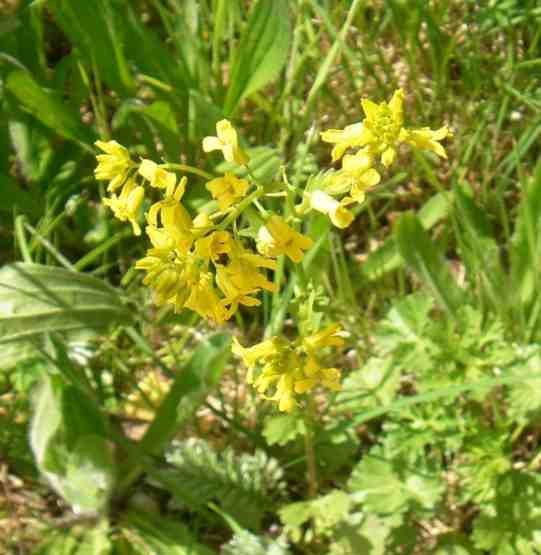 Gelbes Barbarakraut in Blüte.