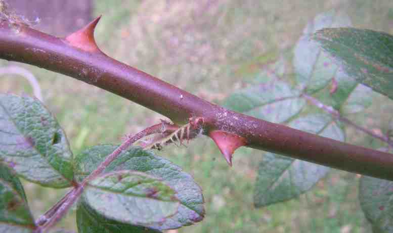‘Big Bang’, braun-roter Trieb und rötliche kurze aber breite Stacheln.