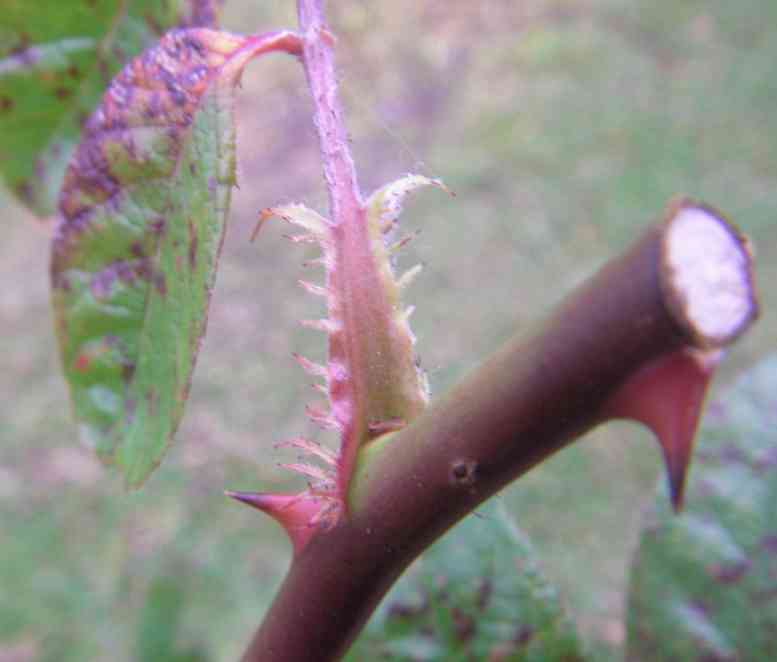 ‘Big Bang’, Nebenblatt.