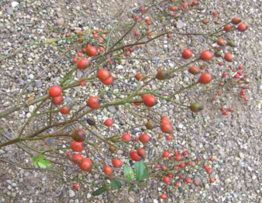 ‘Big Bang’, zahlreiche kleine rote Früchte.