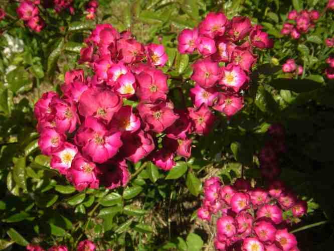 ‘Big Bang’, rote kleine offene Blüten in großer Dolde.