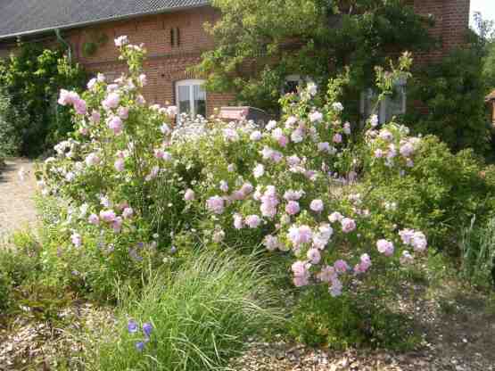 ‘Celsiana’, großer blühender Strauch im Hausgarten.