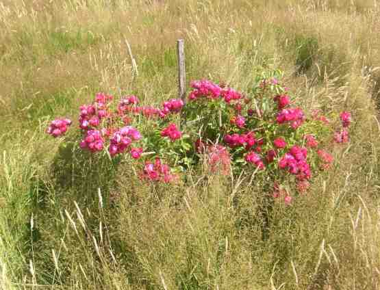 “Charming Magenta”, kräftig blühend in Wiese.