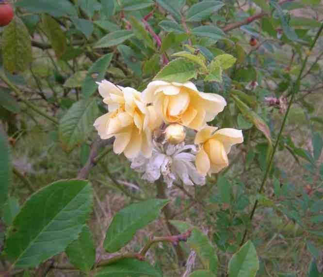 ‘Christine Hélène’, Herbstblüten.
