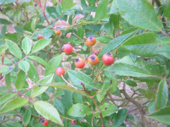 ‘Christine Hélène’, einige kleine, hellrote, rundliche Früchte.