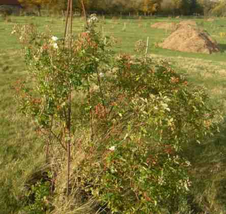 ‘Darlows Enigma’, Strauch im Park mit Blüten und Früchten.