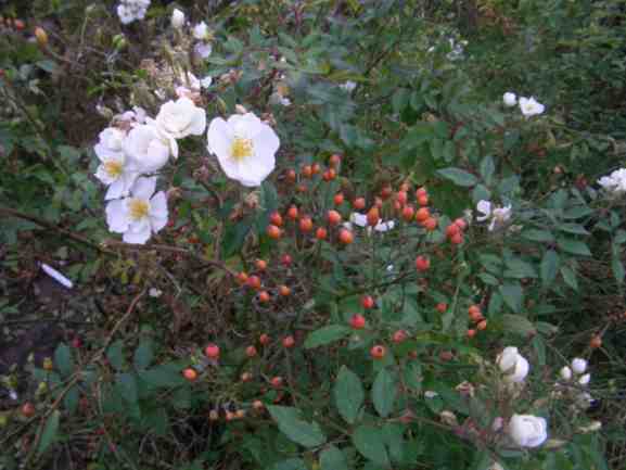‘Darlows Enigma’, Ausschnitt blühender Strauch im Herbst mit Früchten.