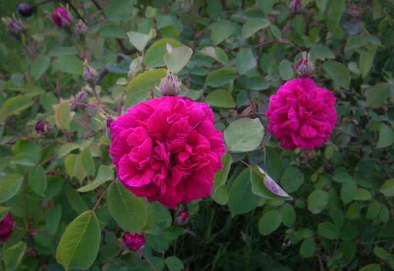 ‘Deuil du Dr. Reynaud’, dicht gefüllte leuchtend rote Blüten am Strauch.