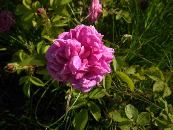 “Die Alte”, dicht gefüllte, unsortierte Blüte am Strauch.