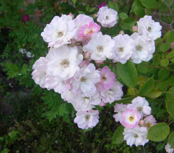 “Mozart Slg. Emil”, wie zuvor, Blüten, Nahaufnahme.