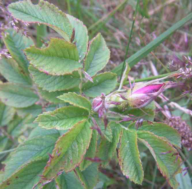 “Erling 2019-10-18-32”, Knospen und derbes Laub.