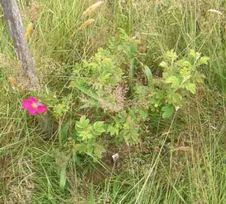 “Erling 2019-10-18-32”, junger Strauch in Wiese.