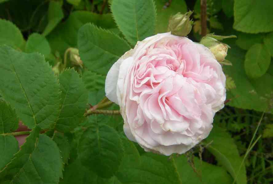 ‘Félicité Parmentier’, weißliche Knospen und rosa Blüte.