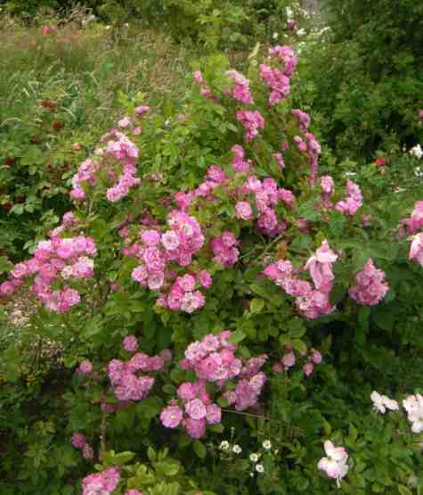 ‘Mrs F. W. Flight’, blühender Jungstrauch im Beet.