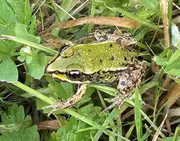 Grüner Grasfrosch in Wiese.