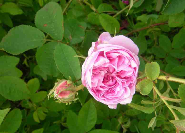 ‘Gaspard Monge’