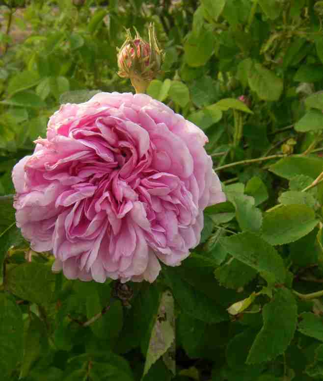 ‘Gaspard Monge’, dicht gefüllte rosa Blüte.