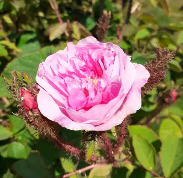‘Béranger’, Blüte und Knospen mit Moos.
